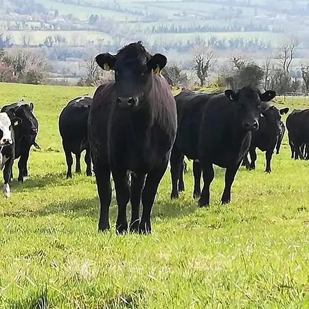 Holiday home Corderry Farmhouse, Idyllic Amid 250 Acres *