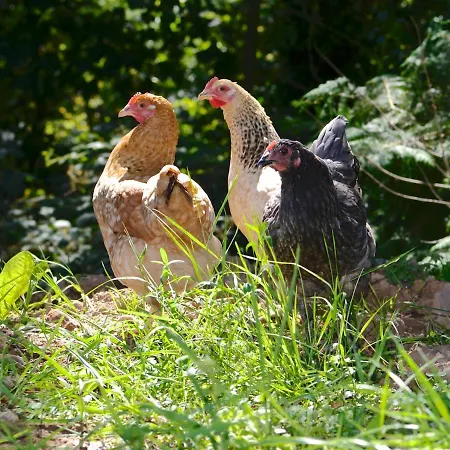 Дом отдыха Corderry Farmhouse, Idyllic Amid 250 Acres *