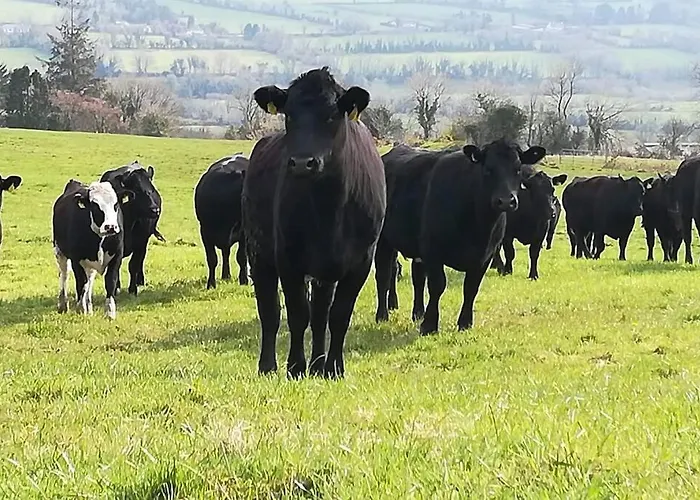 Casa de Férias Corderry Farmhouse, Idyllic Amid 250 Acres *