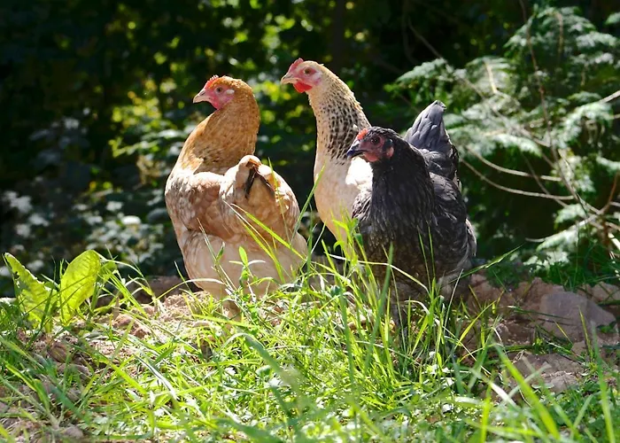 Casa de Férias Corderry Farmhouse, Idyllic Amid 250 Acres *